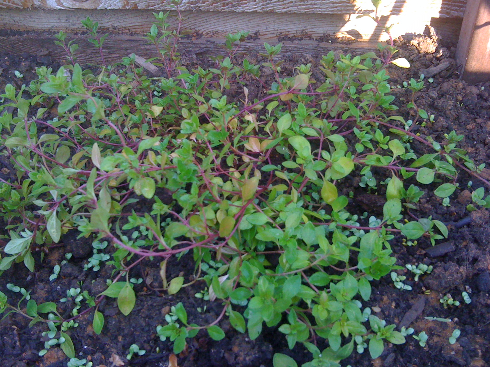 thyme